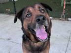 Adopt BOOKER a German Shepherd Dog