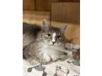 Adopt Pork Chop a Domestic Long Hair