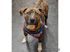 Adopt Snacks a Pit Bull Terrier