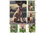 Adopt NELLE a Shepherd