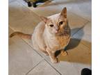 Adopt Cinnamon a Tabby