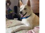 Adopt Sammy a Husky