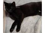 Adopt Laurie a Domestic Short Hair