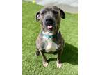 Adopt PETE a Pit Bull Terrier, Mixed Breed