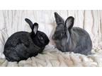 Adopt Dusty and Virgil a New Zealand, Lionhead