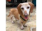 Adopt Shannon's Charlie Brown TX a Dachshund