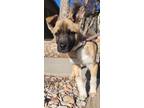 Adopt Woody a Anatolian Shepherd, Australian Cattle Dog / Blue Heeler