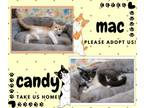 Adopt Candy a American Shorthair