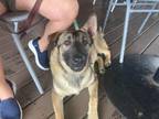 Adopt Bruno Boomer Hicks a German Shepherd Dog, Mixed Breed