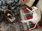 Adopt Rylan Ark Adventure Buddy a Pit Bull Terrier, Labrador Retriever