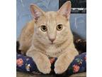 Adopt Hummus a Domestic Short Hair, Tabby