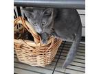 Adopt Elliott a Domestic Short Hair, Russian Blue