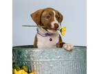 Adopt Lavender a Pit Bull Terrier, Vizsla