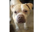 Adopt Duke a American Bully