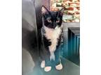 Adopt Leon a Domestic Short Hair