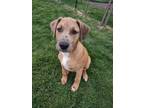 Adopt Wren a Catahoula Leopard Dog, Labrador Retriever