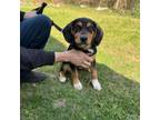 Adopt Hemlock a Beagle