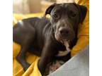 Adopt Valentin a Black Labrador Retriever, Mixed Breed
