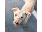 Adopt Gael a Husky