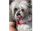 Adopt Amos a Chinese Crested Dog
