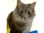 Adopt BUGG a Domestic Long Hair