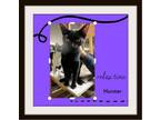 Adopt Hunter - Character, Super Lovey a Siamese, Domestic Short Hair