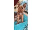 Adopt Sushi a Yorkshire Terrier