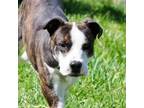 Adopt Dino a Pit Bull Terrier