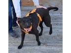 Adopt Parker a Labrador Retriever