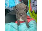Adopt Iron a Pit Bull Terrier