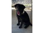 Adopt Cash (Bear) a Labrador Retriever, Mixed Breed