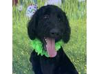 Adopt Zayden a Golden Retriever, Poodle