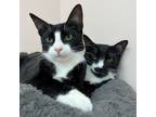 Adopt Terrence and Trixie a Tuxedo, American Shorthair