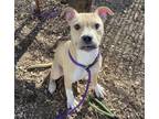 Adopt Bagel a Pit Bull Terrier