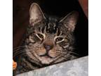 Adopt Garth a Tabby, Domestic Short Hair