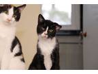 Adopt Clay(Barn Cat) a Tuxedo, Domestic Short Hair