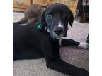 Adopt Peep a Labrador Retriever, Mixed Breed