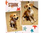 Adopt Stark a Great Pyrenees, Bullmastiff