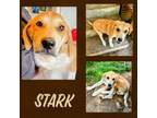Adopt Stark a Great Pyrenees, Bullmastiff