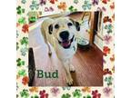 Adopt Bud a Boxer, Mixed Breed
