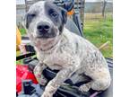 Adopt Ferris a Australian Cattle Dog / Blue Heeler