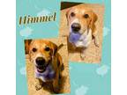 Adopt Himmel a Great Pyrenees, Bullmastiff