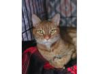 Adopt Duncan a Tabby