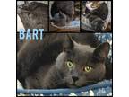 Adopt Bart a Domestic Short Hair