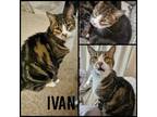 Adopt Ivan a Domestic Short Hair