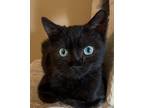 Adopt Inky a Domestic Short Hair