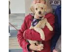 Adopt CHARLES BARK-LEY a Poodle