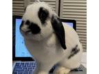 Adopt Bello a Holland Lop, English Spot