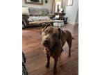 Adopt Oliver a Pit Bull Terrier, Labrador Retriever