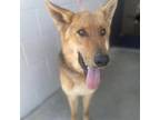 Adopt Hurst a Shepherd